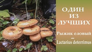 Один из лучших Рыжик еловый  Lactarius deterrimus [upl. by Damiani]