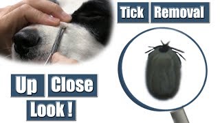 Dog Tick Removal  Pet Grooming Tutorial [upl. by Ajiam]