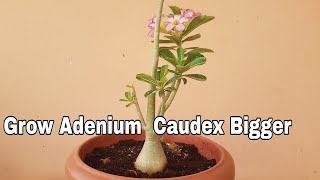 How to get Adenium Caudex Bigger Grow Adenium Caudex Bigger in 3 month [upl. by Hiasi516]