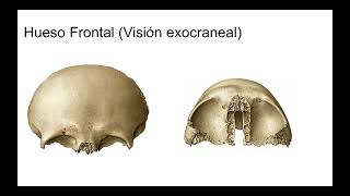 1 Hueso frontal [upl. by Landa]