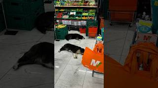 Gıda ürünlerinin satıldığı marketlere girmesine izin verilen başıboş köpekleri kim sahiplenecek [upl. by Nihi965]