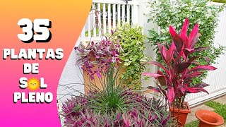 35 PLANTAS de SOL PLENO  Flores  Jardinagem [upl. by Hafirahs338]