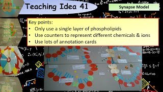 A Level Biology Modelling the synapse teaching activity [upl. by Eetnom]