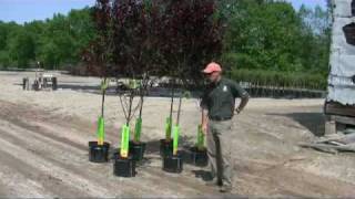 Top Hat Container Stabilizers at Imperial Nurseries [upl. by Nura]