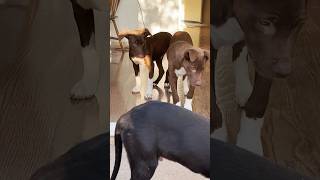 She Rescued 3 Puppies Just In Time l The Dodo [upl. by Aremaj]