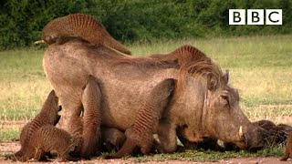 This Warthog took a trip to the Mongoose Spa  Banded Brothers  BBC [upl. by Digdirb]