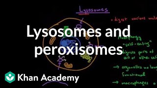 Lysosomes and peroxisomes  Cells  MCAT  Khan Academy [upl. by Une]