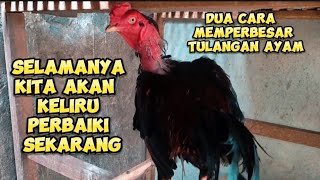 Dua Cara Memperbesar Tulangan Ayam Menjadi Tebal Bulu Ayam Cepat Tuntas II [upl. by Adnylam43]