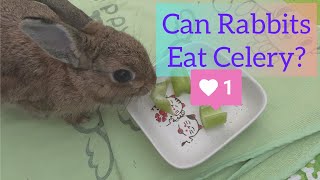 Can Rabbits Eat Celery How About The Leaves And Roots [upl. by Llarret153]