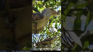 shorts AUSSIE CHANNEL BILLED CUCKOO [upl. by Isnan263]