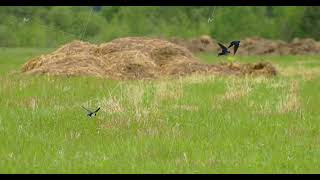 Barn Swallow Or Hirundo Rustica Also Called Martin Flock Of Barn Swallows Gracefully Soars Over [upl. by Barnum770]