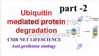 ubiquitination csirnetlifescience hsst asstprofessor [upl. by Gee]