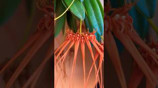 bulbophyllum tingabarinum orchid plants орхидеи relaxingmusic [upl. by Amitie860]