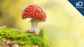 Could Psychedelic Shrooms Treat Depression [upl. by Cleodel]