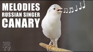 Canary Singing Birds sounds  Melodies Russian Canary Bird Sounds  Training Video [upl. by Nalyorf119]