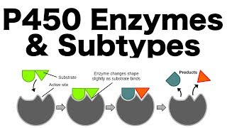 P450 Enzyme System Inducers Inhibitors amp Subtypes [upl. by Atival]