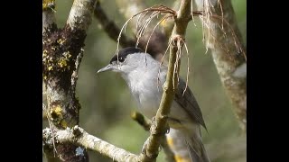 2024 0511 Blackcap singing m [upl. by Ricky]