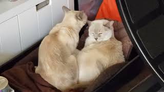 Tonkinese Cats Grooming amp Cuddling info [upl. by Nnyleak]