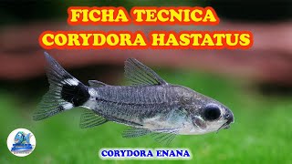 FICHA TECNICA CORYDORA HASTATUS [upl. by Namqul]