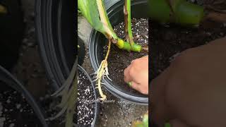 Monstera Roots water to soil monstera monsteraborsigiana monsteradeliciosa asmr plantasmr [upl. by Anirbak298]