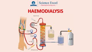 Haemodialysis  Science Excel [upl. by Indira]