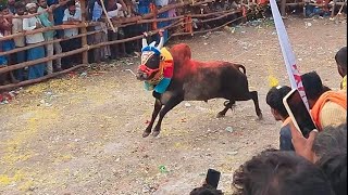 bennegari hori habba bull rece top habba 2024 [upl. by Adahsar]