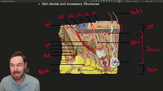 Skin Deep Anatomy and Functions of the Integumentary System [upl. by Yrogiarc11]