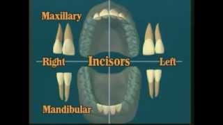 V102 Dental Anatomy All About Teeth [upl. by Narot427]