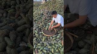 Activities of farmers harvesting pine nuts in rural agriculture harvesting pine [upl. by Ainekahs]