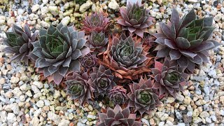 SEMPERVIVUM SUCCULENTS CARE When Do I Pull Dead Leaves COLD HARDY PLANTS 2018 [upl. by Latimore]