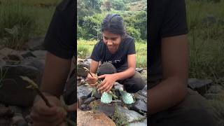 ചൂണ്ടയും വലയുമില്ലാതെ പിടിച്ച മീനെ കണ്ടോ😲 fishing fishingtravellers Bullseyesnakehead snakehead [upl. by Christel]