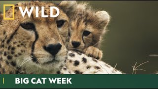 The Big Cats Are Back  Big Cat Week  National Geographic Wild UK [upl. by Erving]