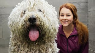 The LONGEST groom Ive EVER done  The Komondor Dog [upl. by Enilada]