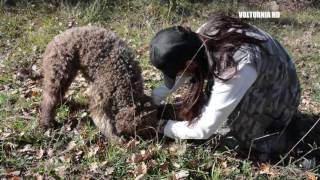 VIDEO RICERCA TARTUFO [upl. by Farica]