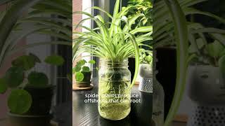 5 plants that grow and bloom in water no need the soil garden short shortvideo shorts usa [upl. by Drahsir427]