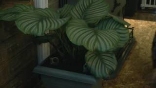 Timelapse  calathea [upl. by Conti393]