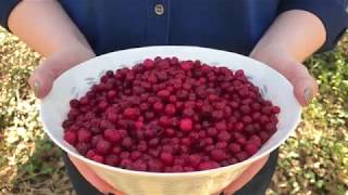 Scandinavian Superfoods Lingonberries [upl. by Emlynne]