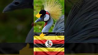 CRESTED CRANE UGANDAS NATIONAL BIRD  MIKE SSENDIKWANAWA [upl. by Cadell]