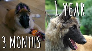 Watch my Puppy Grow into an Adult 3 months to 1 year  Belgian Shepherd Tervuren [upl. by Moselle]