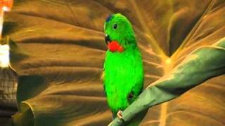 blue crowned hanging parrot sings [upl. by Roxie]