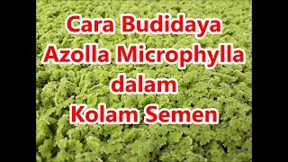 Cara Budidaya Azolla Microphylla dalam Kolam Semen [upl. by Auria274]