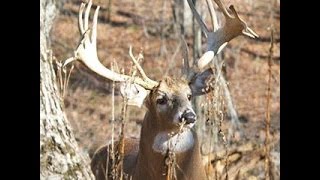 Kentucky Trophy Deer Hunting Video [upl. by Love469]