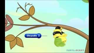 The Butterfly Life Cycle INCREDIBLE Science for Kids [upl. by Huber]