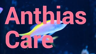 All About Anthias  Care amp Feeding in Reef Tanks [upl. by Ailenroc578]