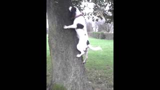 Springer Spaniel Climbing A Tree Funny Dog Moviez [upl. by Petty]