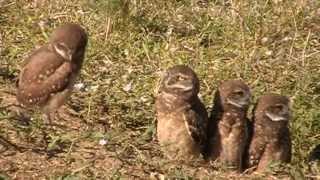 Burrowing Owl Family with 5 Owlets [upl. by Annoynek758]