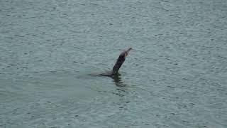 Indian Cormorant swallows live fish whole [upl. by Barrada]