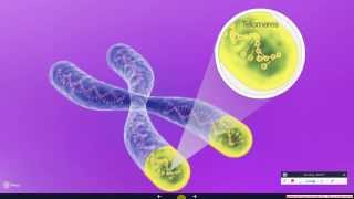 Telomerase The Instrument of Cell Immortality [upl. by Etat]