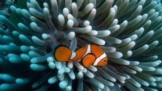 Google Street View in the Great Barrier Reef [upl. by Pennington]