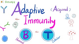 Adaptive Acquired Immunity  Immunology  Biology 🧬 of Immune System [upl. by Alleusnoc717]